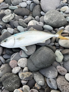 ワカシの釣果