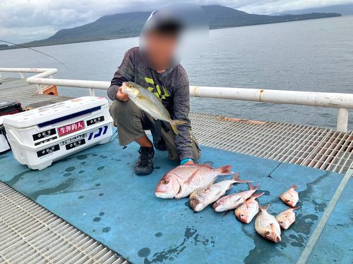 マダイの釣果
