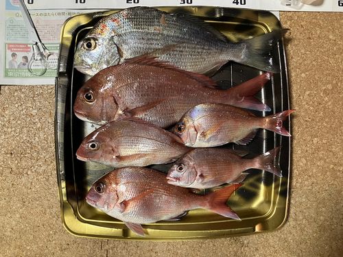 マダイの釣果