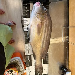 コショウダイ