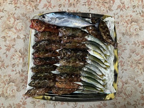 アラカブの釣果
