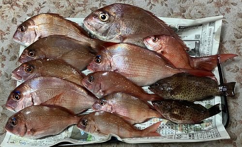 マダイの釣果