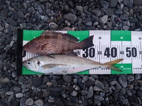 マアジの釣果