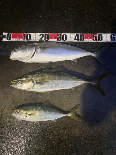 ワラサの釣果