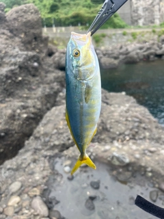 モジャコの釣果