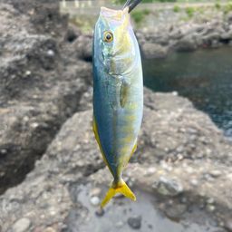 モジャコ