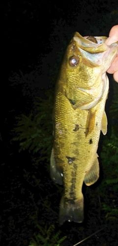 ブラックバスの釣果