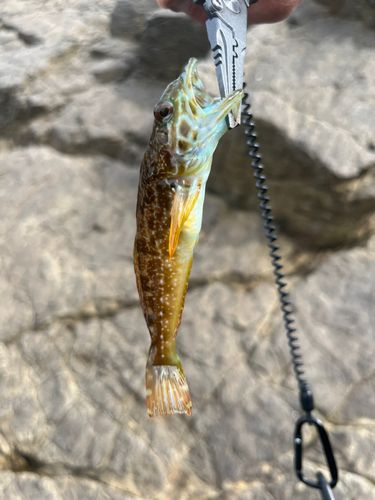 モジャコの釣果