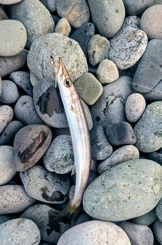 カマスの釣果