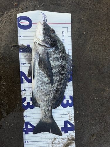 チヌの釣果