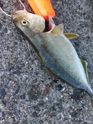 シオの釣果