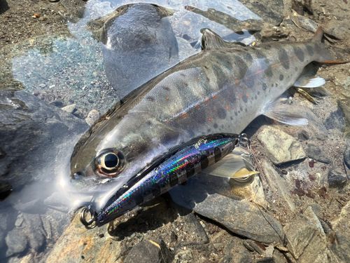 アマゴの釣果
