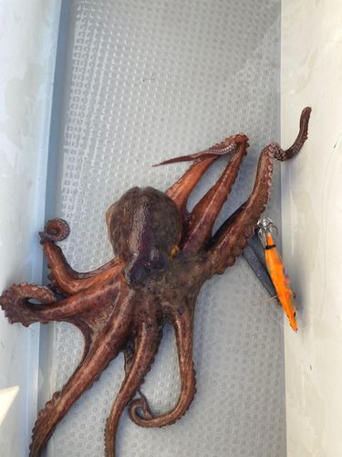 タコの釣果