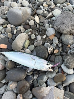 マルソウダの釣果