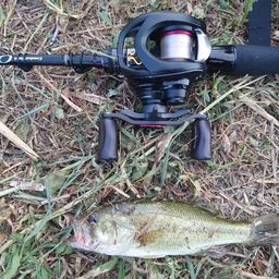 ラージマウスバス