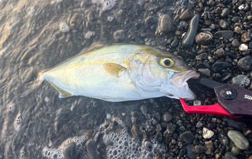 ショゴの釣果