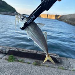 アジ