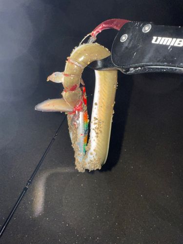 ニホンウナギの釣果
