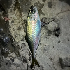 マアジの釣果