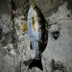 イサキの釣果