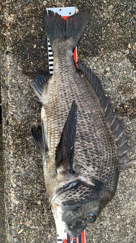 クロダイの釣果