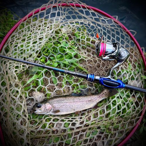 ニジマスの釣果