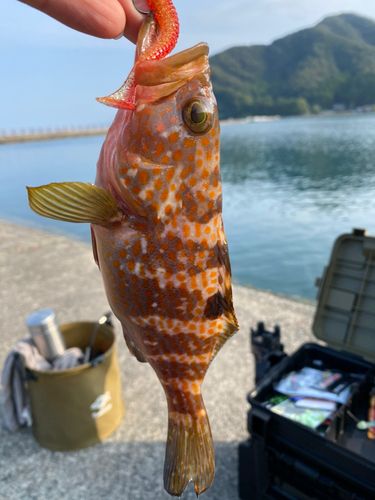 キジハタの釣果