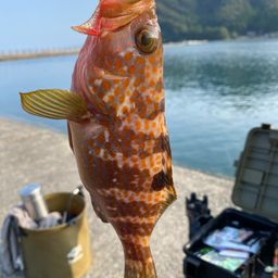 キジハタ