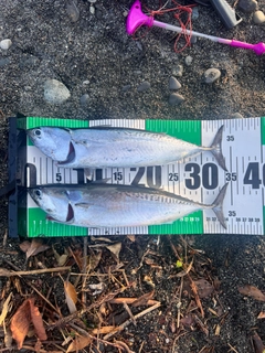 カツオの釣果