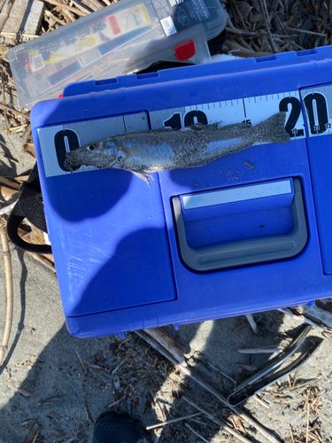 シロギスの釣果