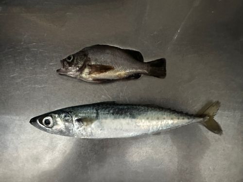 サバの釣果