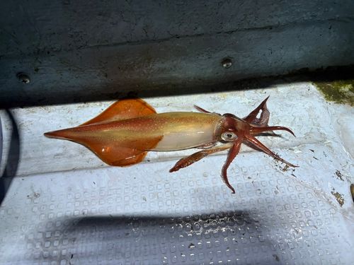 ケンサキイカの釣果
