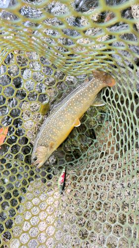 イワナの釣果