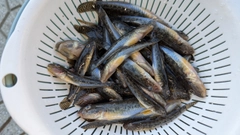 マハゼの釣果