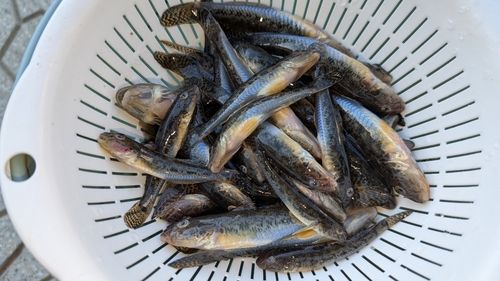 マハゼの釣果