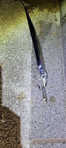 タチウオの釣果