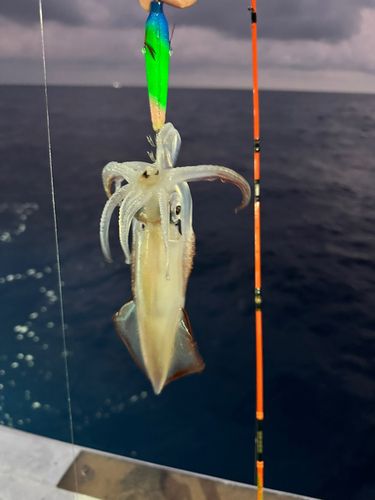 ケンサキイカの釣果