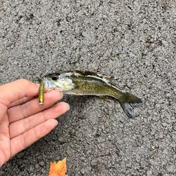 スモールマウスバス