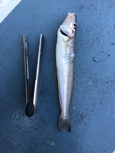 シロギスの釣果