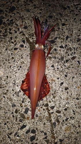 ケンサキイカの釣果