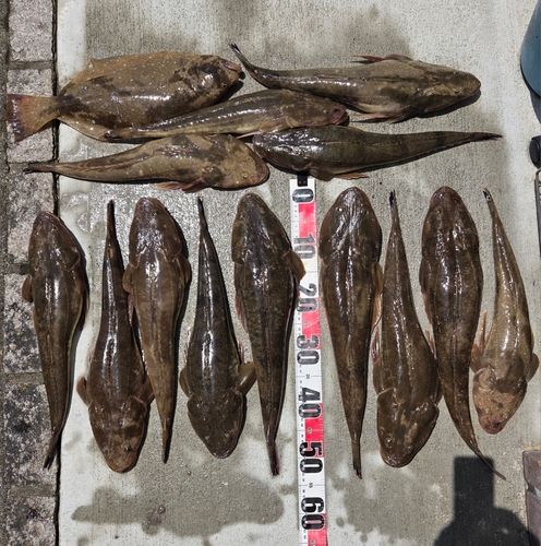 マゴチの釣果