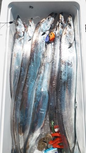 タチウオの釣果