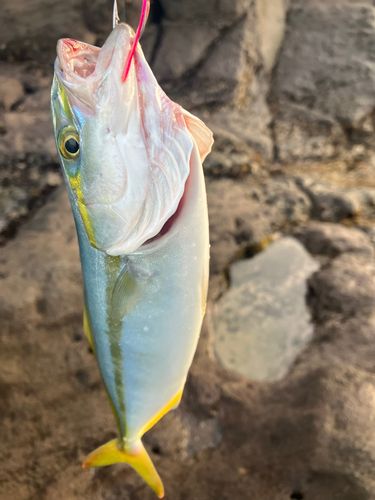 ワカシの釣果