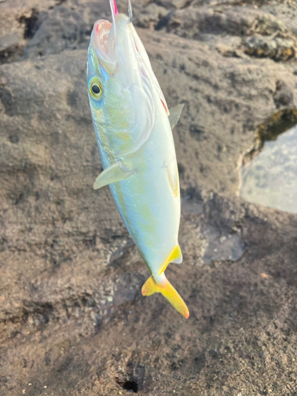 ワカシ