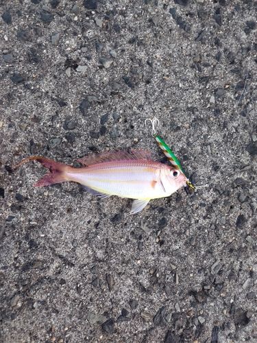ネリゴの釣果