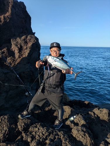 スマガツオの釣果