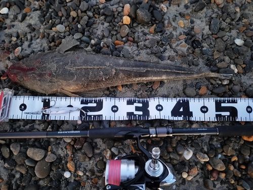マゴチの釣果