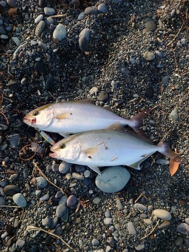 ショゴの釣果