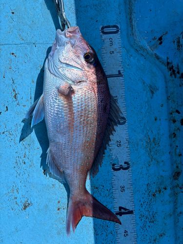タイの釣果