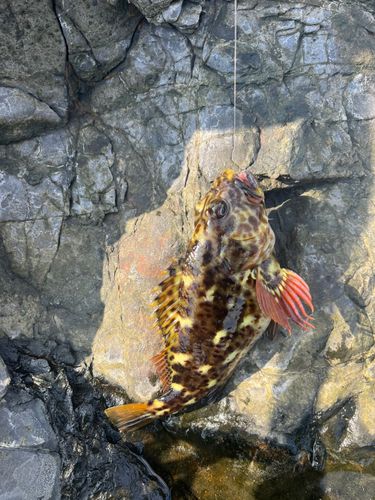 イソゴンベの釣果